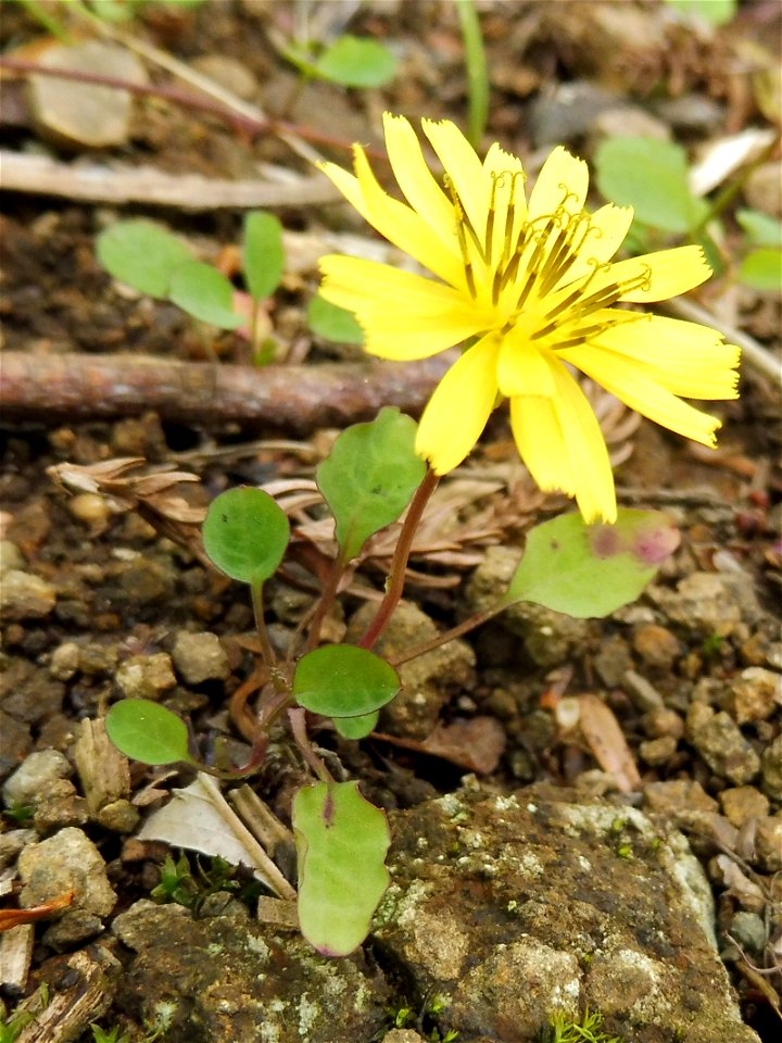 Ixeris stolonifera sunny, shrubby opening on mountain slope with gravelly soil, Mount Ōyama, Isehara, Kanagawa, Japan.