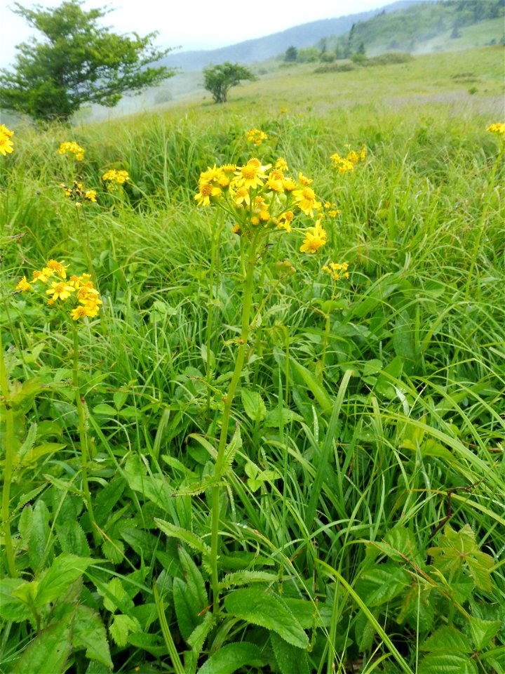 Packera schweinitziana, in open Appalachian bald. Carvers Gap, Roan Mountain, Mitchell County, North Carolina.