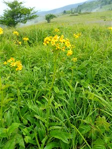 Packera schweinitziana, in open Appalachian bald. Carvers Gap, Roan Mountain, Mitchell County, North Carolina.
