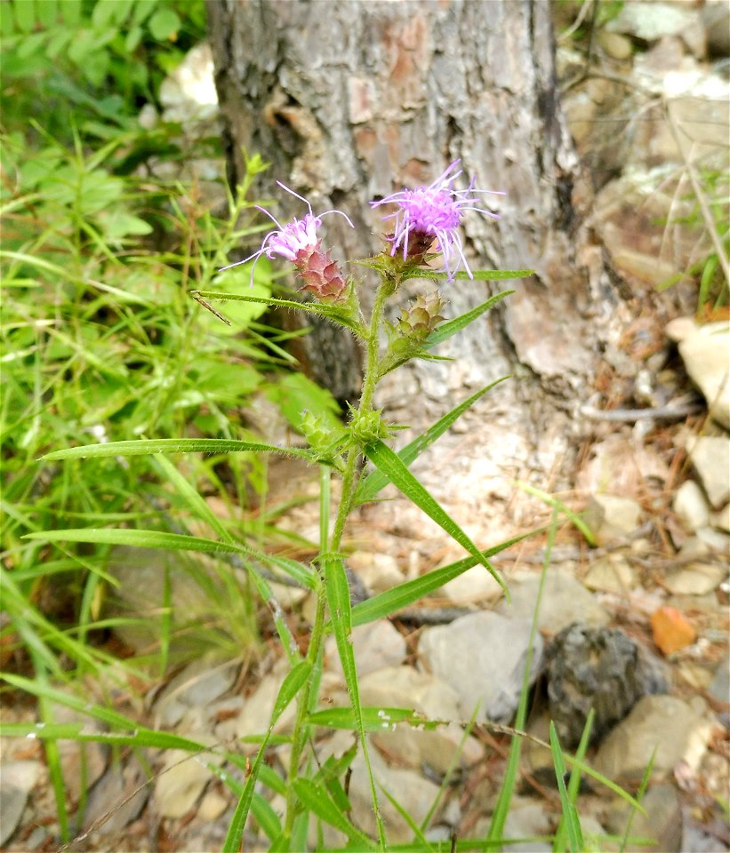Liatris hirsuta, high river-scour sand prairie on Mountain Fork near Ward Creek, McCurtian County, Oklahoma.