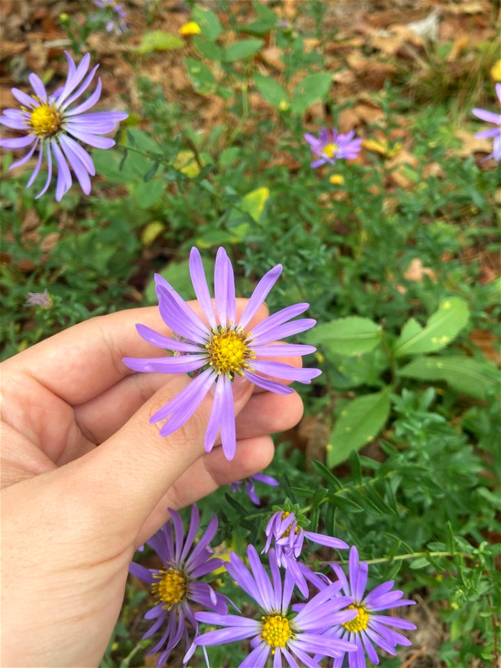 Largeflower Aster (Symphyotrichum grandiflorum)
