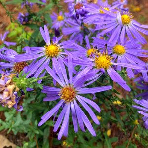 Largeflower Aster (Symphyotrichum grandiflorum)