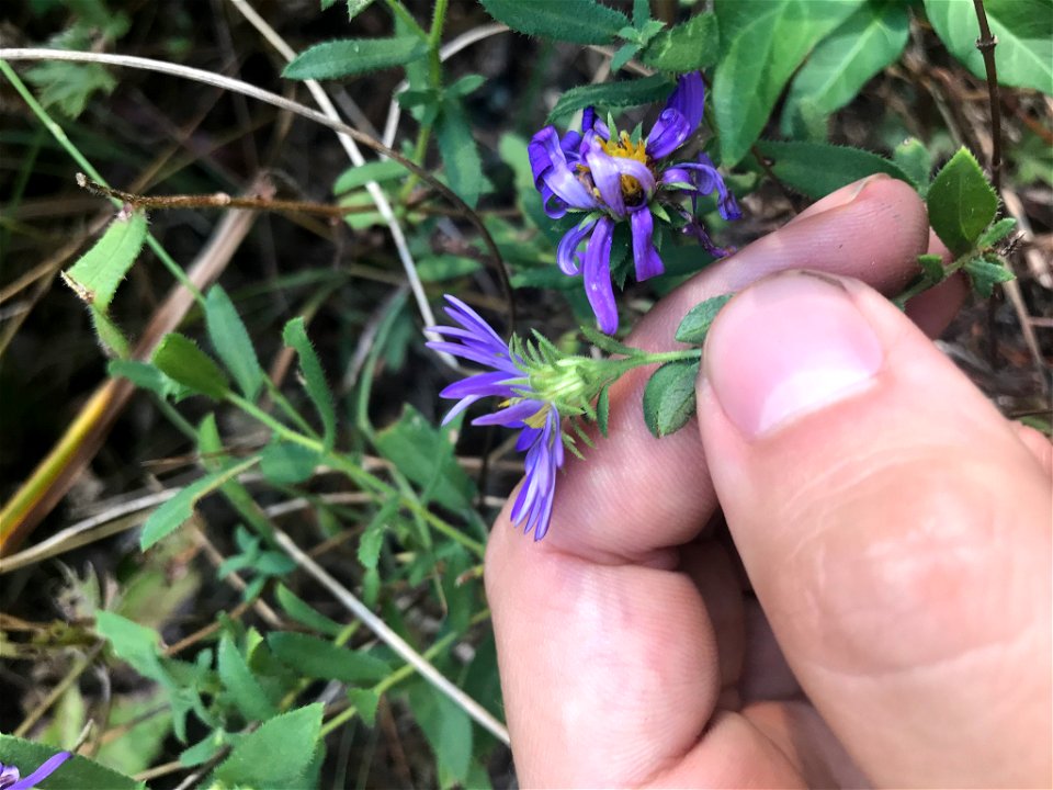 Largeflower Aster (Symphyotrichum grandiflorum)