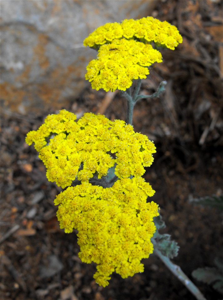 Achillea tomentosa in the Water Conservation Garden at Cuyamaca College in El Cajon, California, USA. Identified by sign.