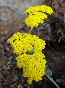 Achillea tomentosa in the Water Conservation Garden at Cuyamaca College in El Cajon, California, USA. Identified by sign. photo