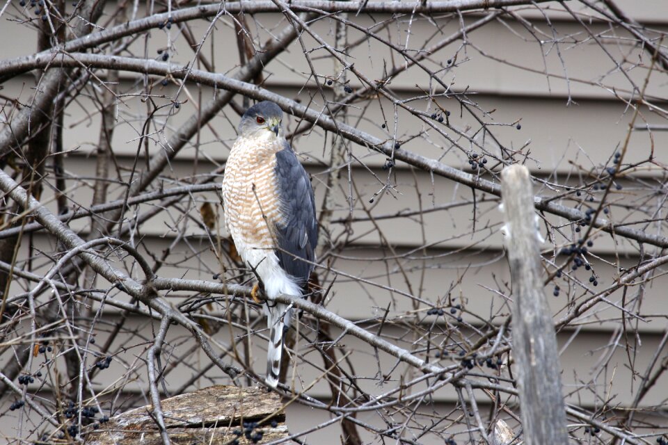 Predator hunter falcon