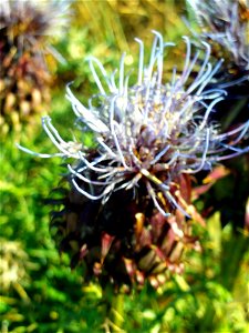 Cynara humilis Inflorescence close up, Puertollano, Valle de Alcudia, Spain
