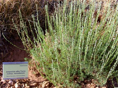 Artemisia alba subsp. nevadensis habit, Sierra Nevada, Spain