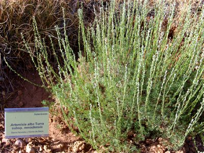 Artemisia alba subsp. nevadensis habit, Sierra Nevada, Spain photo