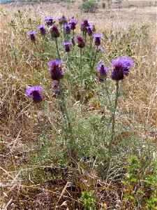 Cynara humilis habit, Valle de Alcudia, Spain