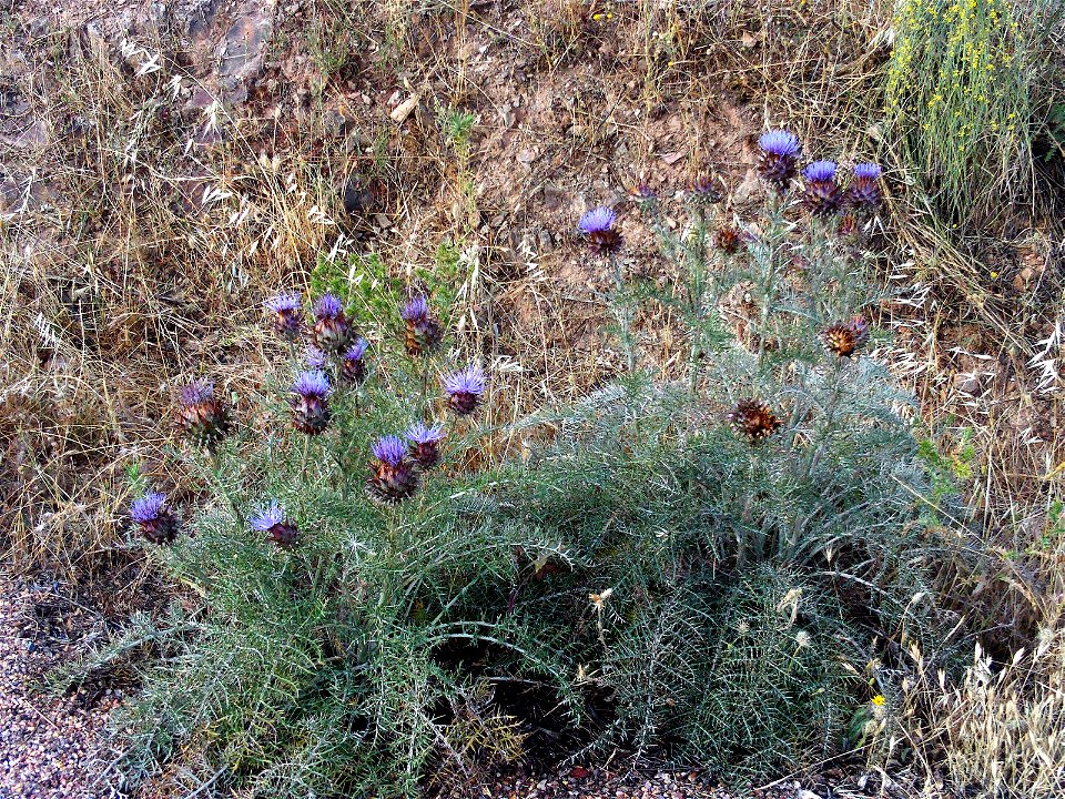 Cynara humilis Habitus, Solana del Pino, Sierra Madrona, Spain