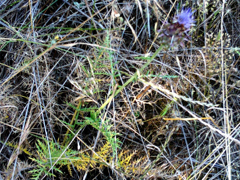 Cynara humilis leaves, Dehesa Boyal de Puertollano, Spain