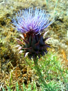 Cynara humilis Inflorescence close up, Solana del Pino, Sierra Madrona, Spain