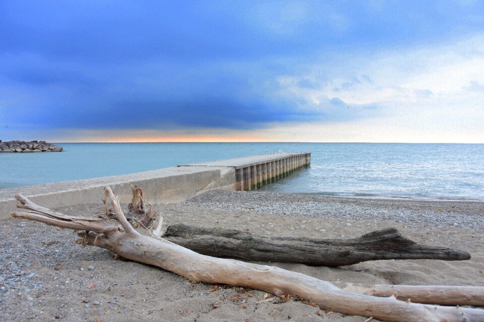 Toronto beach driftwood