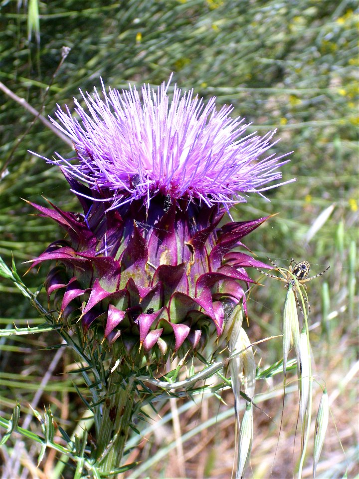 Cynara humilis inflorescence, Valle de Alcudia, Spain