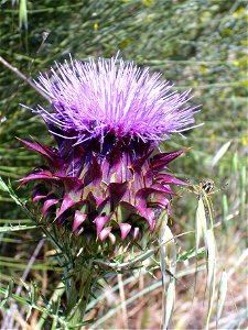 Cynara humilis inflorescence, Valle de Alcudia, Spain