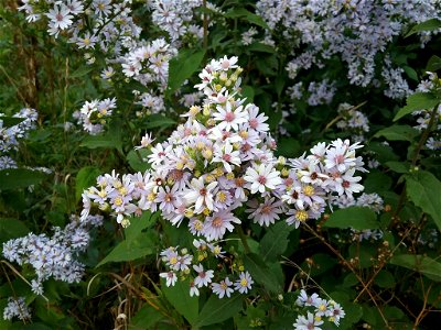 Drummond's aster (Symphyotrichum drummondii) photo