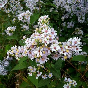 Drummond's aster (Symphyotrichum drummondii) photo