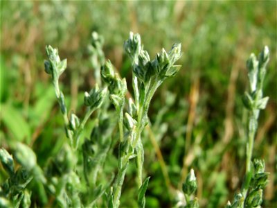 Das seltene Acker-Filzkraut (Filago arvensis) in Hockenheim