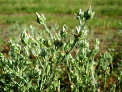 Das seltene Acker-Filzkraut (Filago arvensis) in Hockenheim