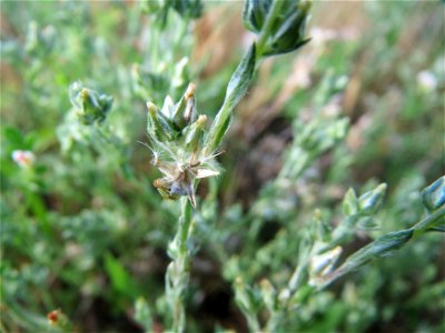 Das seltene Acker-Filzkraut (Filago arvensis) in Hockenheim