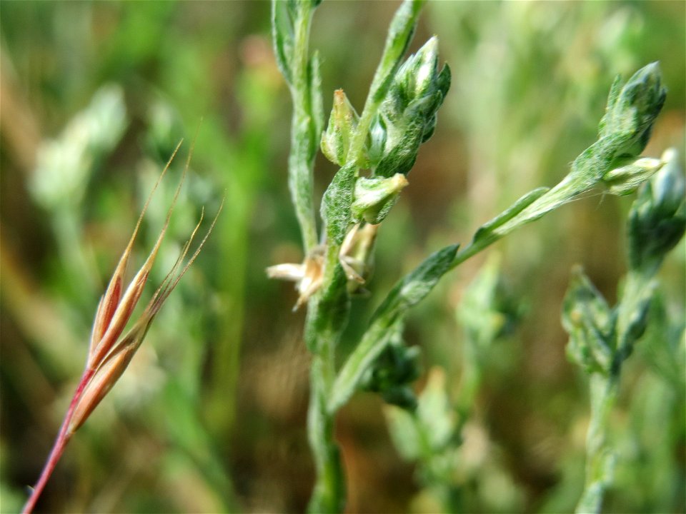 Das seltene Acker-Filzkraut (Filago arvensis) in Hockenheim