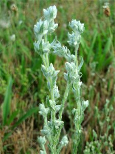 Ausgewachsenes Acker-Filzkraut (Filago arvensis) in Hockenheim