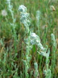 Ausgewachsenes Acker-Filzkraut (Filago arvensis) in Hockenheim