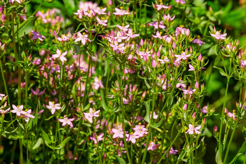 Fever herb god of grace herb