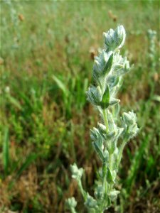 Ausgewachsenes Acker-Filzkraut (Filago arvensis) in Hockenheim