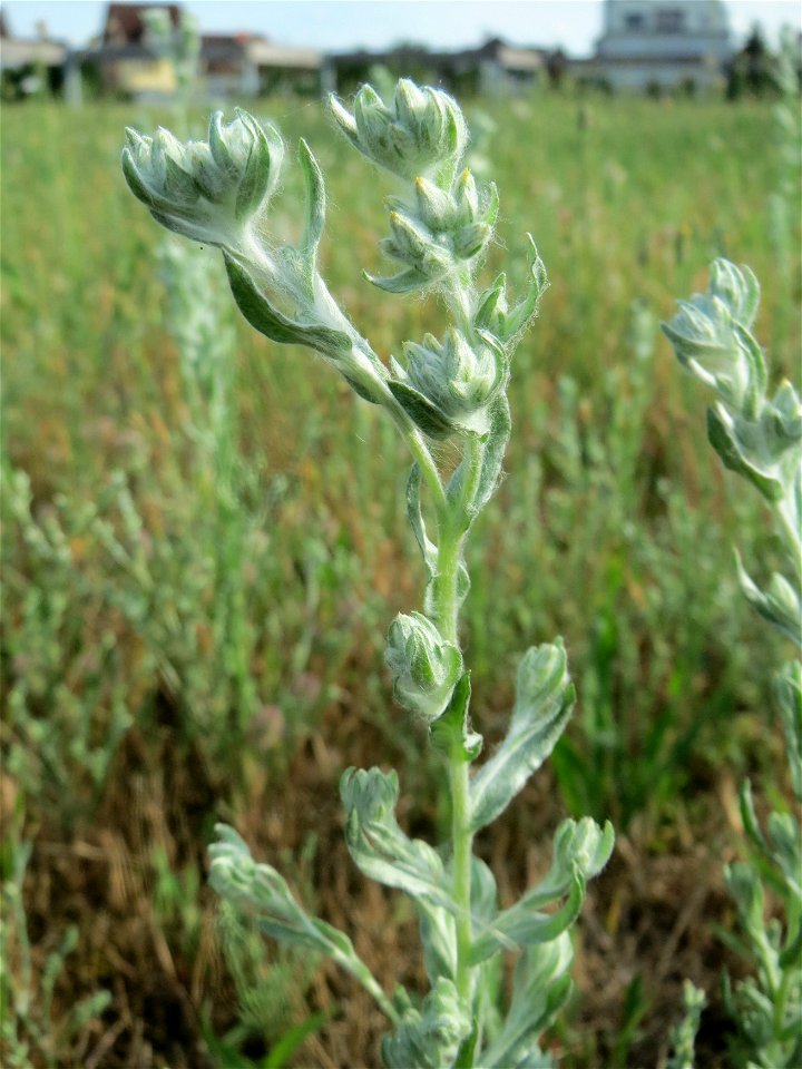 Ausgewachsenes Acker-Filzkraut (Filago arvensis) in Hockenheim