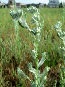 Ausgewachsenes Acker-Filzkraut (Filago arvensis) in Hockenheim