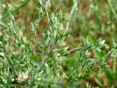 Acker-Filzkraut (Filago arvensis) in Hockenheim