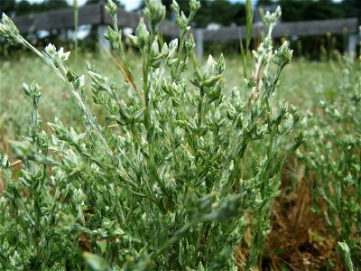 Acker-Filzkraut (Filago arvensis) in Hockenheim