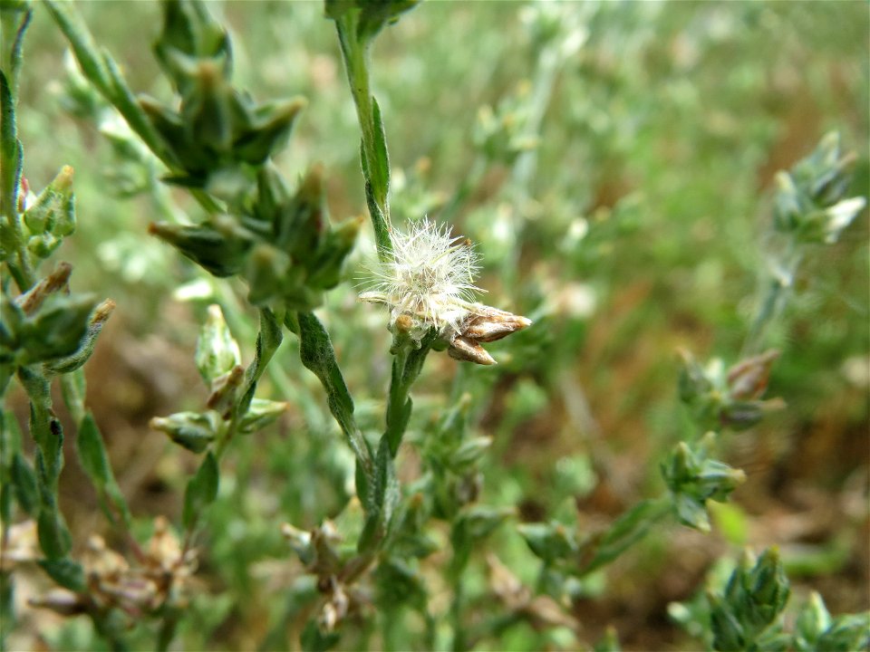 Acker-Filzkraut (Filago arvensis) in Hockenheim