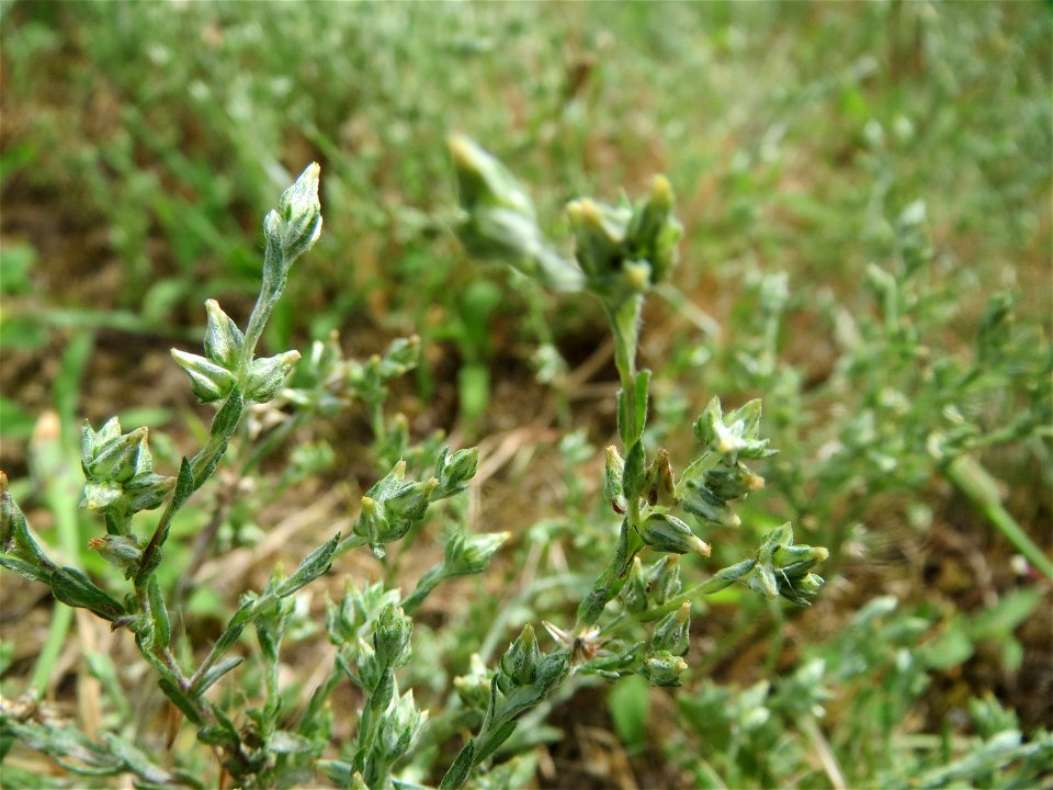 Acker-Filzkraut (Filago arvensis) in Hockenheim