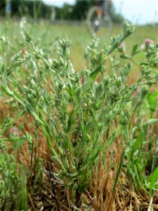 Acker-Filzkraut (Filago arvensis) in Hockenheim