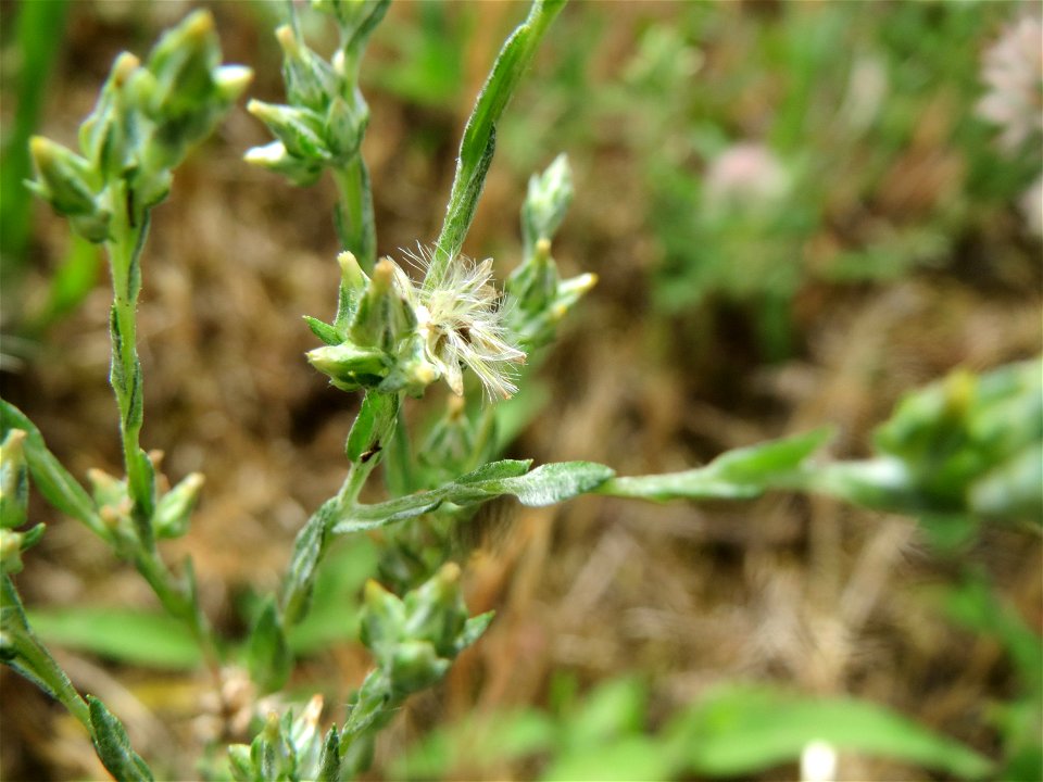 Acker-Filzkraut (Filago arvensis) in Hockenheim