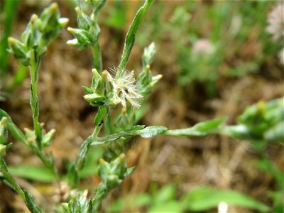 Acker-Filzkraut (Filago arvensis) in Hockenheim