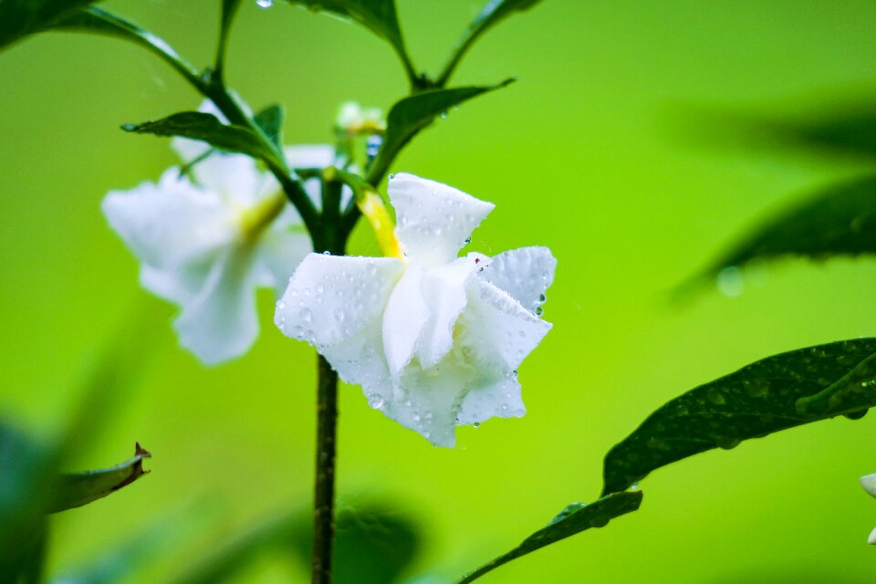Plant summer flower