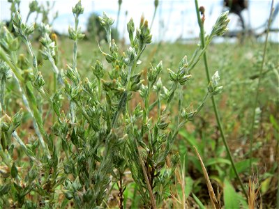 Acker-Filzkraut (Filago arvensis) in Hockenheim