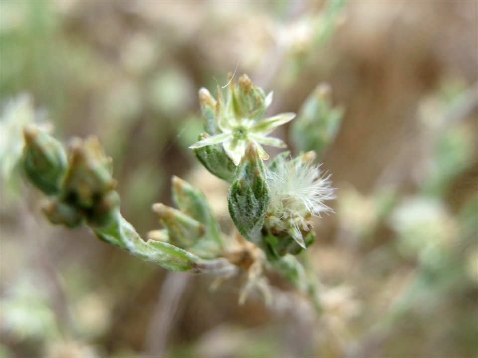 Acker-Filzkraut (Filago arvensis) in Hockenheim