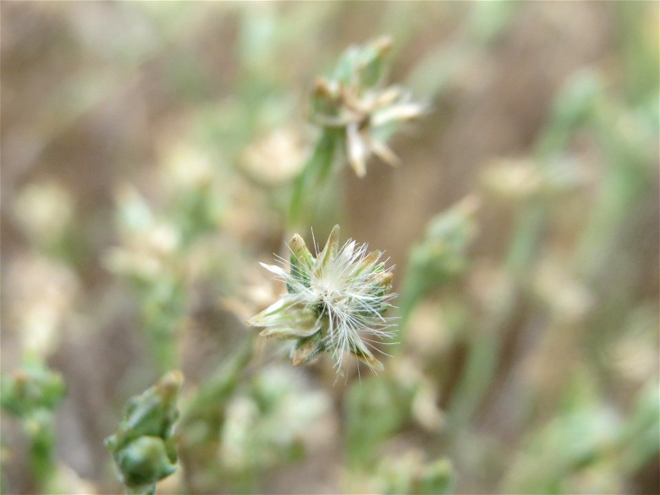 Acker-Filzkraut (Filago arvensis) in Hockenheim