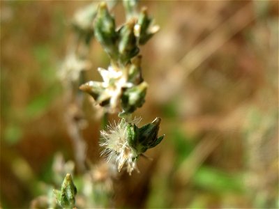 Acker-Filzkraut (Filago arvensis) in Hockenheim
