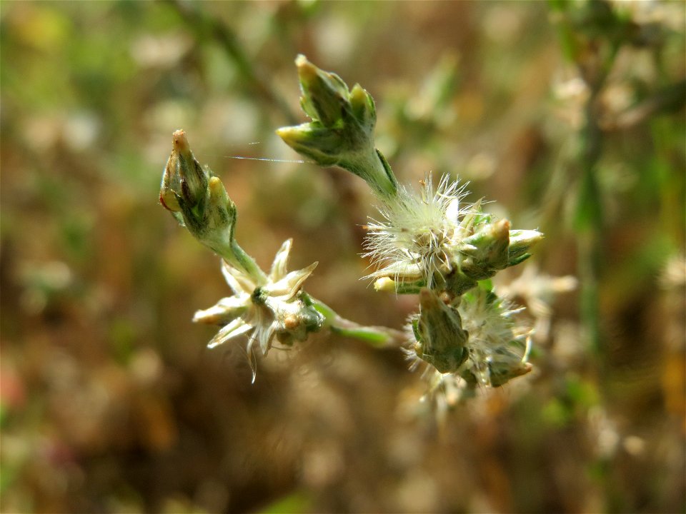 Acker-Filzkraut (Filago arvensis) auf einer Parkplatzwiese in Hockenheim