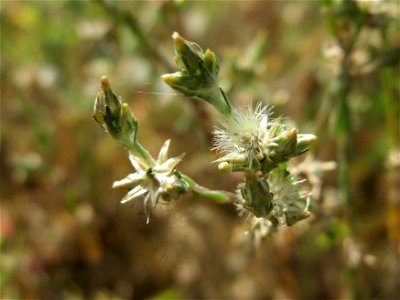 Acker-Filzkraut (Filago arvensis) auf einer Parkplatzwiese in Hockenheim