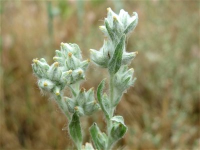 Ausgewachsenes Acker-Filzkraut (Filago arvensis) in Hockenheim