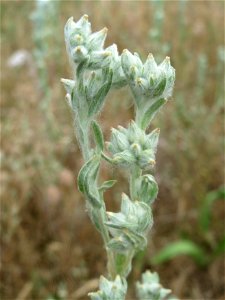 Ausgewachsenes Acker-Filzkraut (Filago arvensis) in Hockenheim