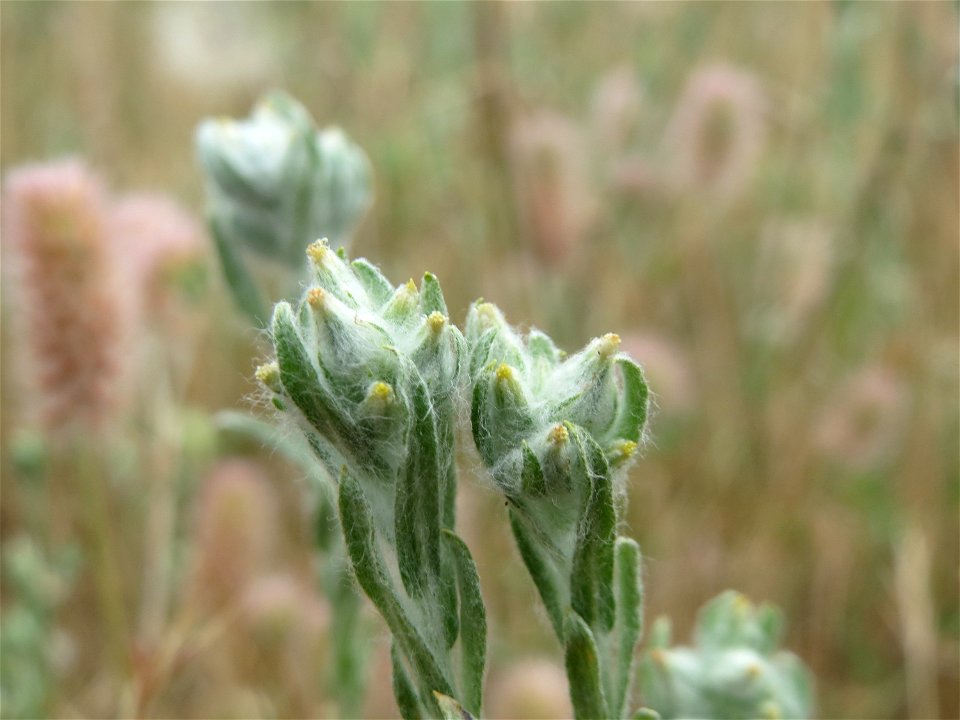 Ausgewachsenes Acker-Filzkraut (Filago arvensis) in Hockenheim