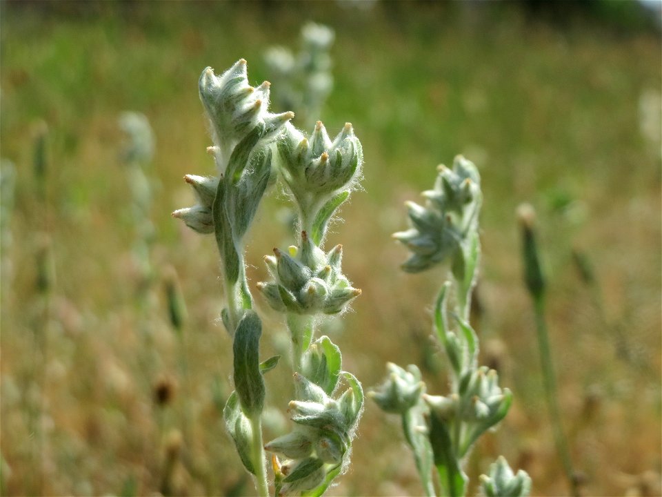 Ausgewachsenes Acker-Filzkraut (Filago arvensis) in Hockenheim
